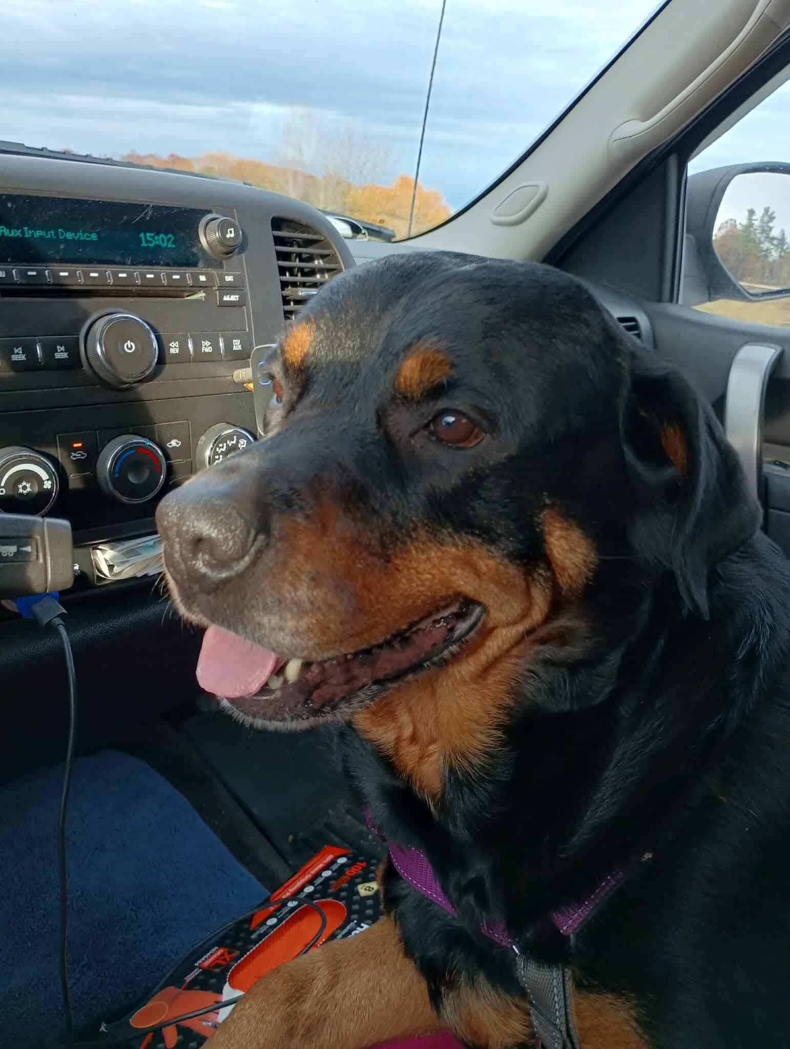 Enlarge Casie, a ADOPTABLE Rottweiler in Saratoga Springs, NY image 5/6