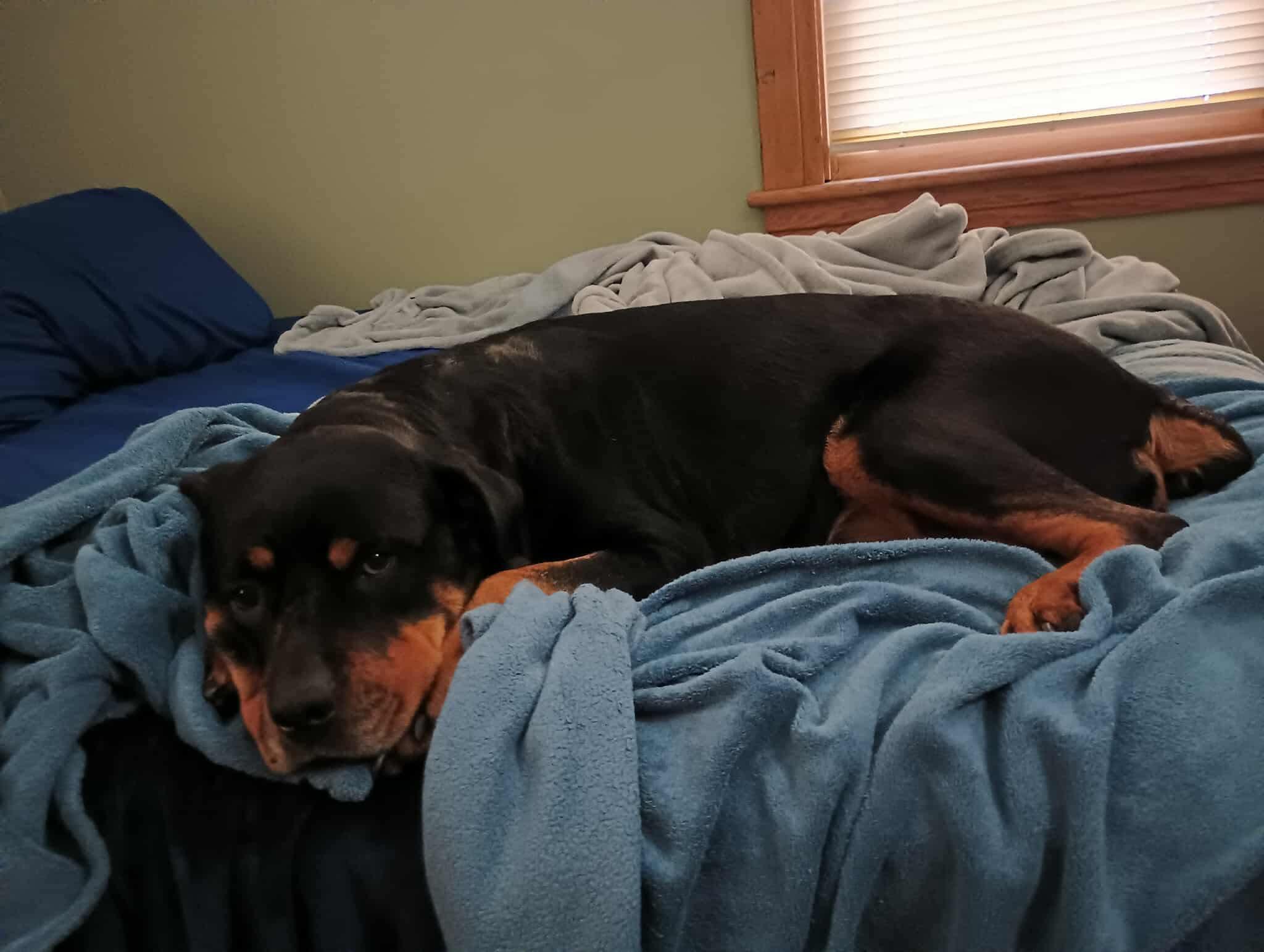 Enlarge Casie, a ADOPTABLE Rottweiler in Saratoga Springs, NY image 6/6