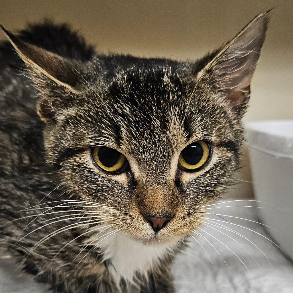 Jingles, Adoptable, Adult Female Domestic Short Hair.