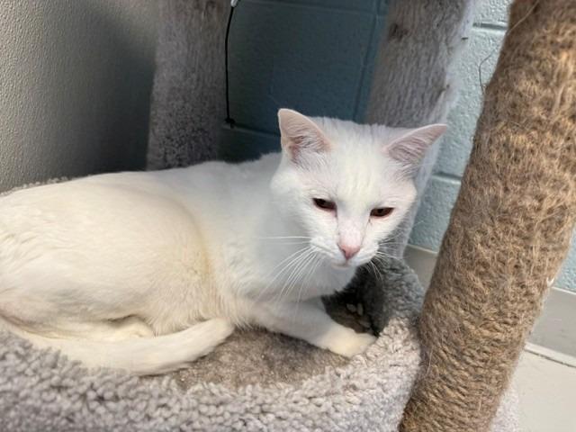 Dublin, Adoptable, Young Male Domestic Short Hair.