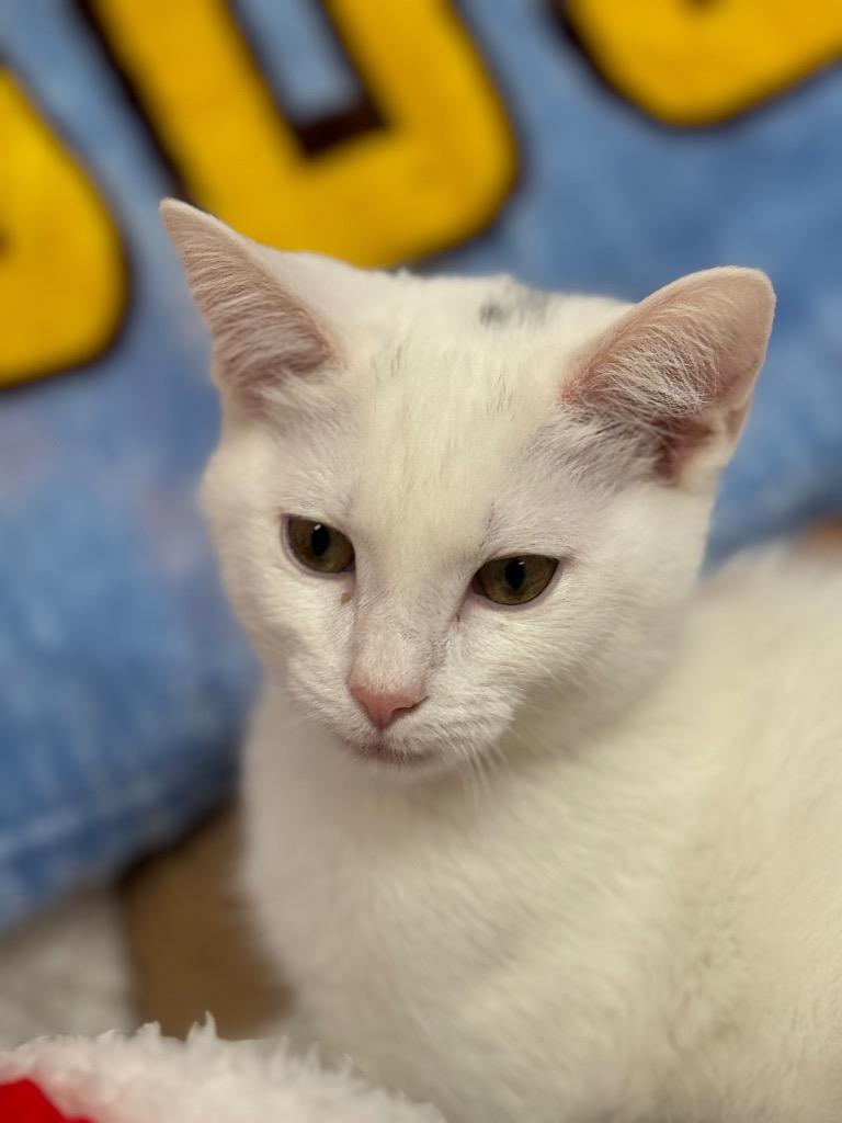 Enlarge Dublin, a Adoptable mixed breed in Dalton, GA image 2/5
