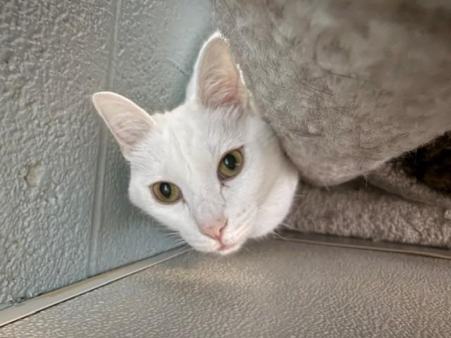 Enlarge Dublin, a Adoptable mixed breed in Dalton, GA image 3/5