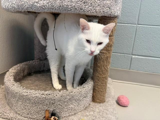 Enlarge Dublin, a Adoptable mixed breed in Dalton, GA image 5/5