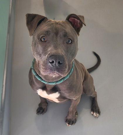 Enlarge Ziva (6724), a Adoptable Pit Bull Terrier in Lake City, MI image 1/1