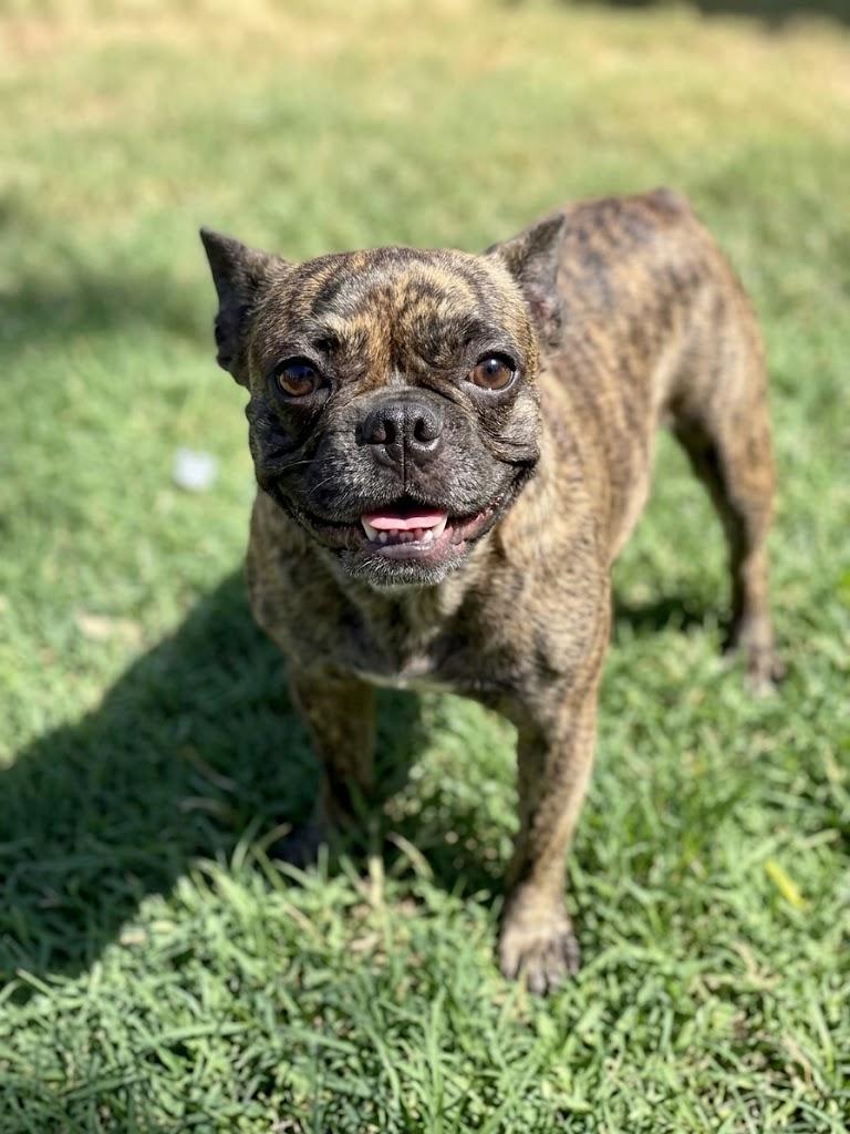 Enlarge MILA, a Adoptable mixed breed in Dallas, TX image 1/1