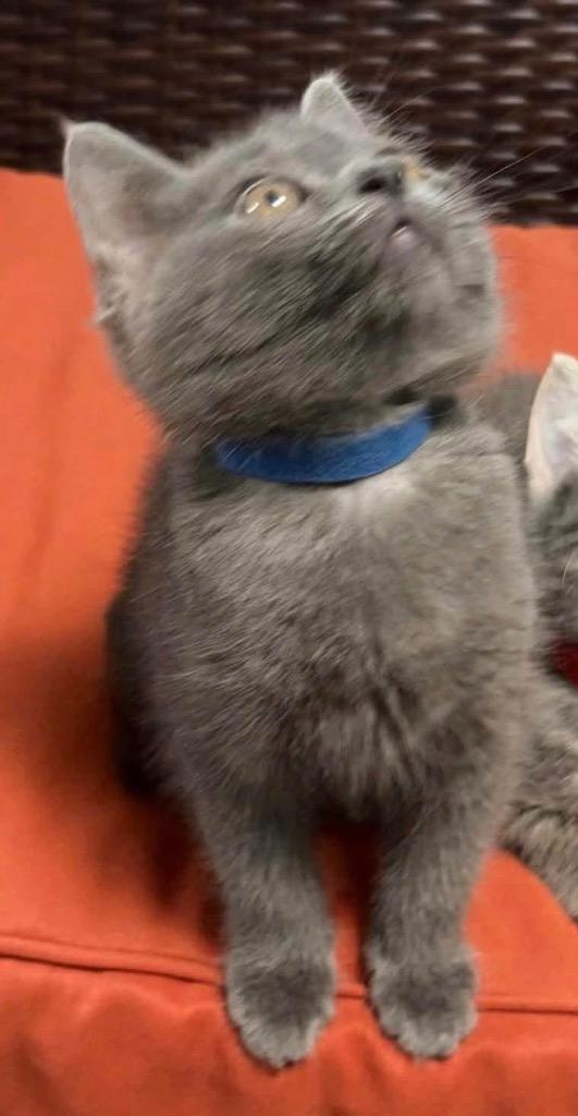 Enlarge Sapphire - Blue, a Adoptable American Shorthair in Charlotte, MI image 1/2