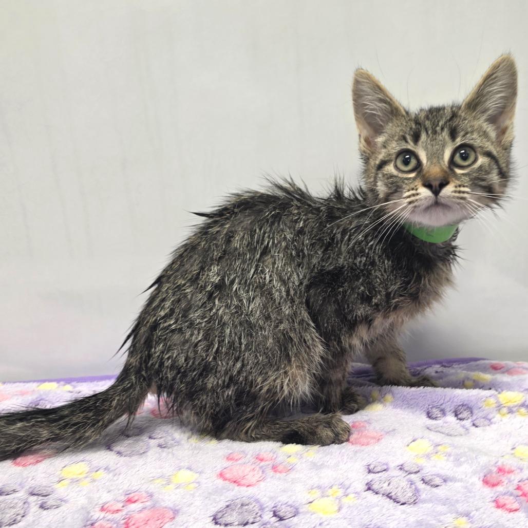 Opie, Adoptable, Kitten Male Domestic Short Hair.