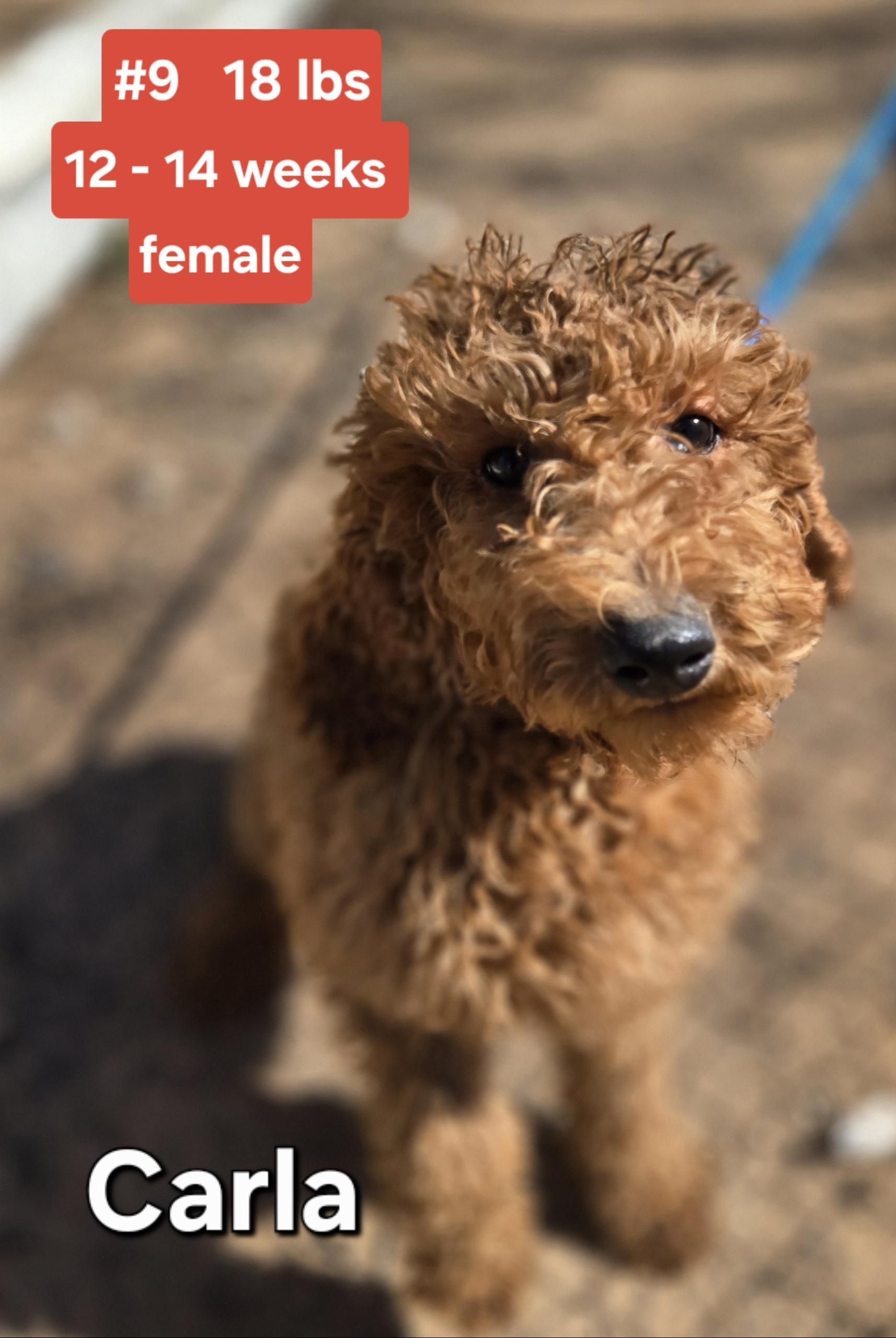 Enlarge CARLA   $425, an adopted mixed breed in Milwaukee, WI image 1/1