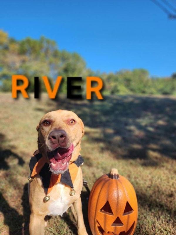 Enlarge River - CCHS, a Adoptable mixed breed in Locust Grove, GA image 2/3