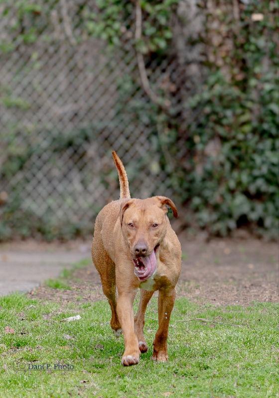 Enlarge River - CCHS, a Adoptable mixed breed in Locust Grove, GA image 3/3