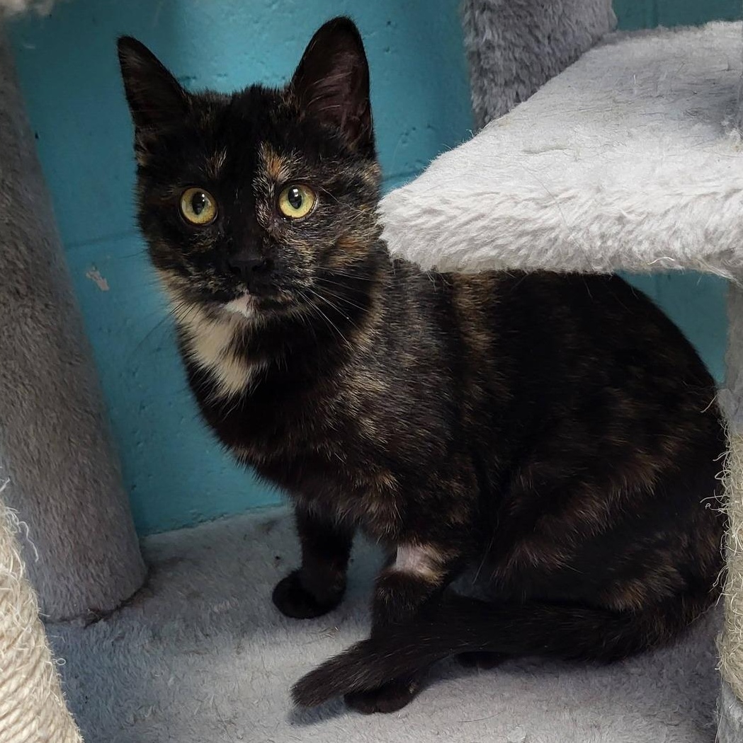 Enlarge Rubber, an adopted Domestic Short Hair in Chilton, WI image 6/6