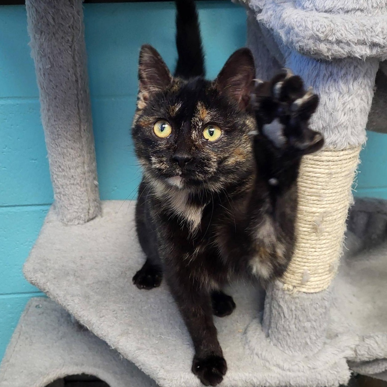 Enlarge Rubber, an adopted Domestic Short Hair in Chilton, WI image 2/6