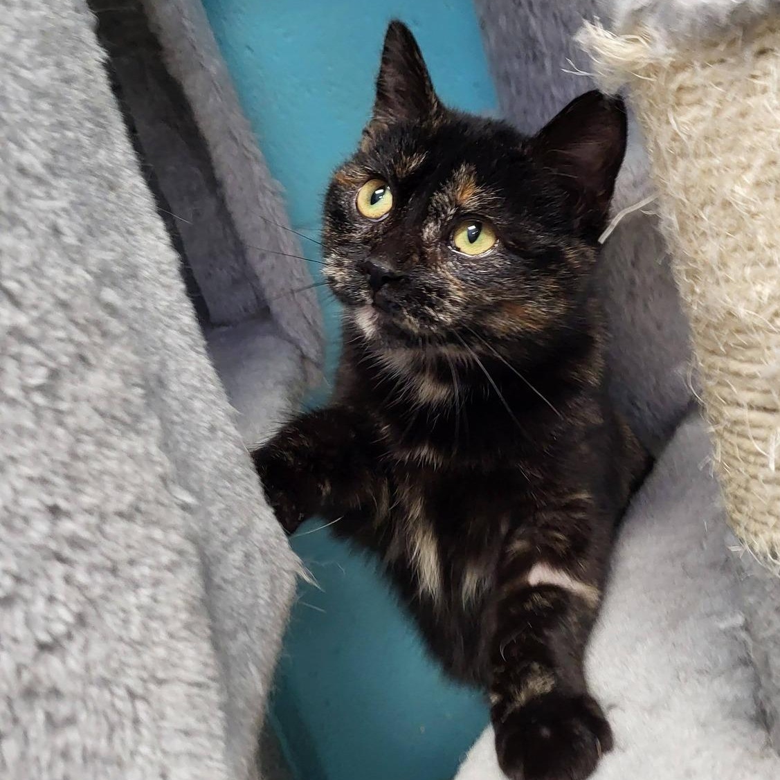 Enlarge Rubber, an adopted Domestic Short Hair in Chilton, WI image 4/6