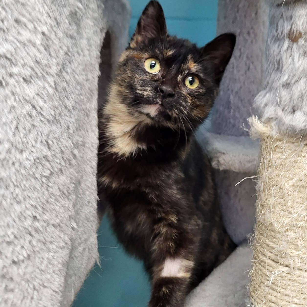 Enlarge Rubber, an adopted Domestic Short Hair in Chilton, WI image 1/6