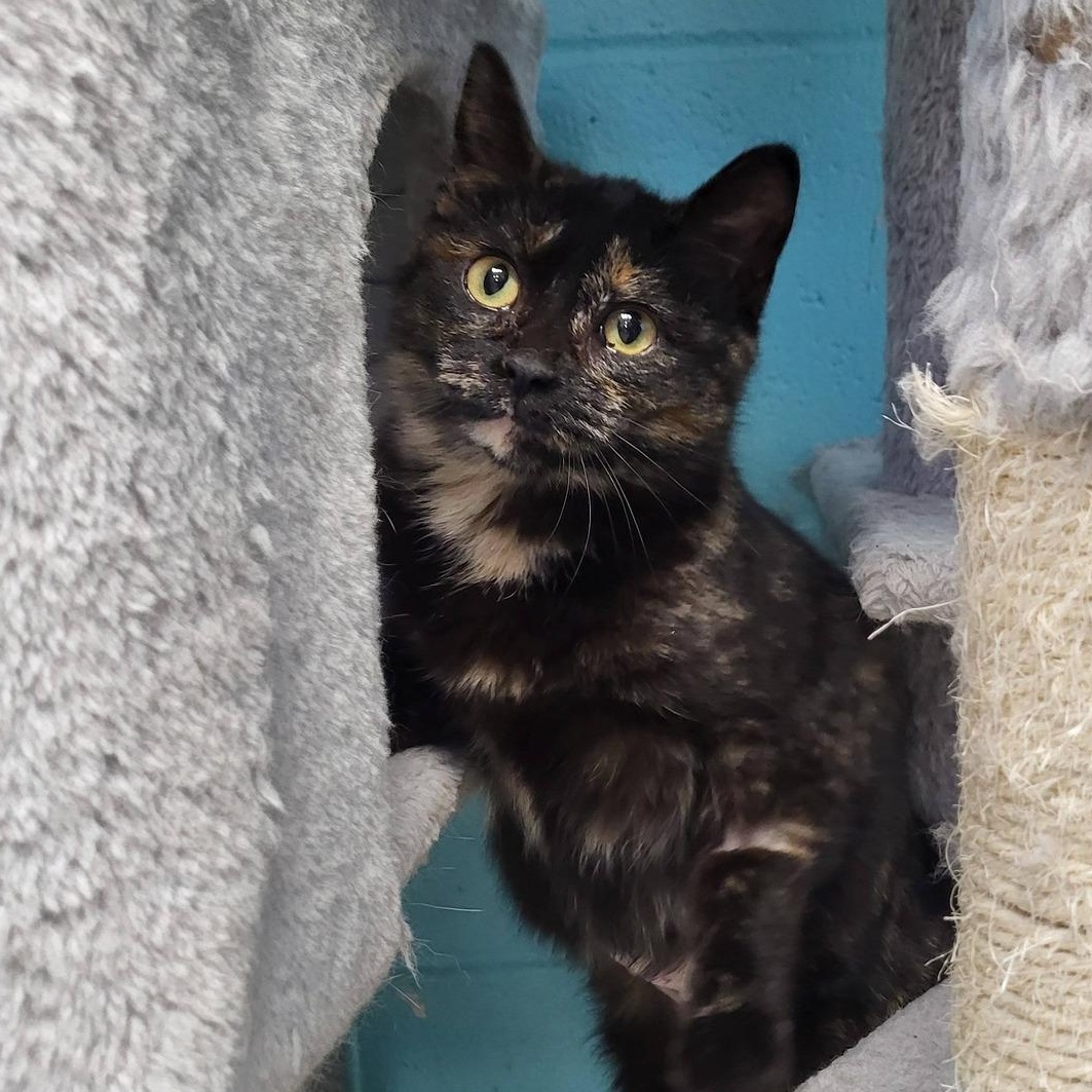 Enlarge Rubber, an adopted Domestic Short Hair in Chilton, WI image 3/6