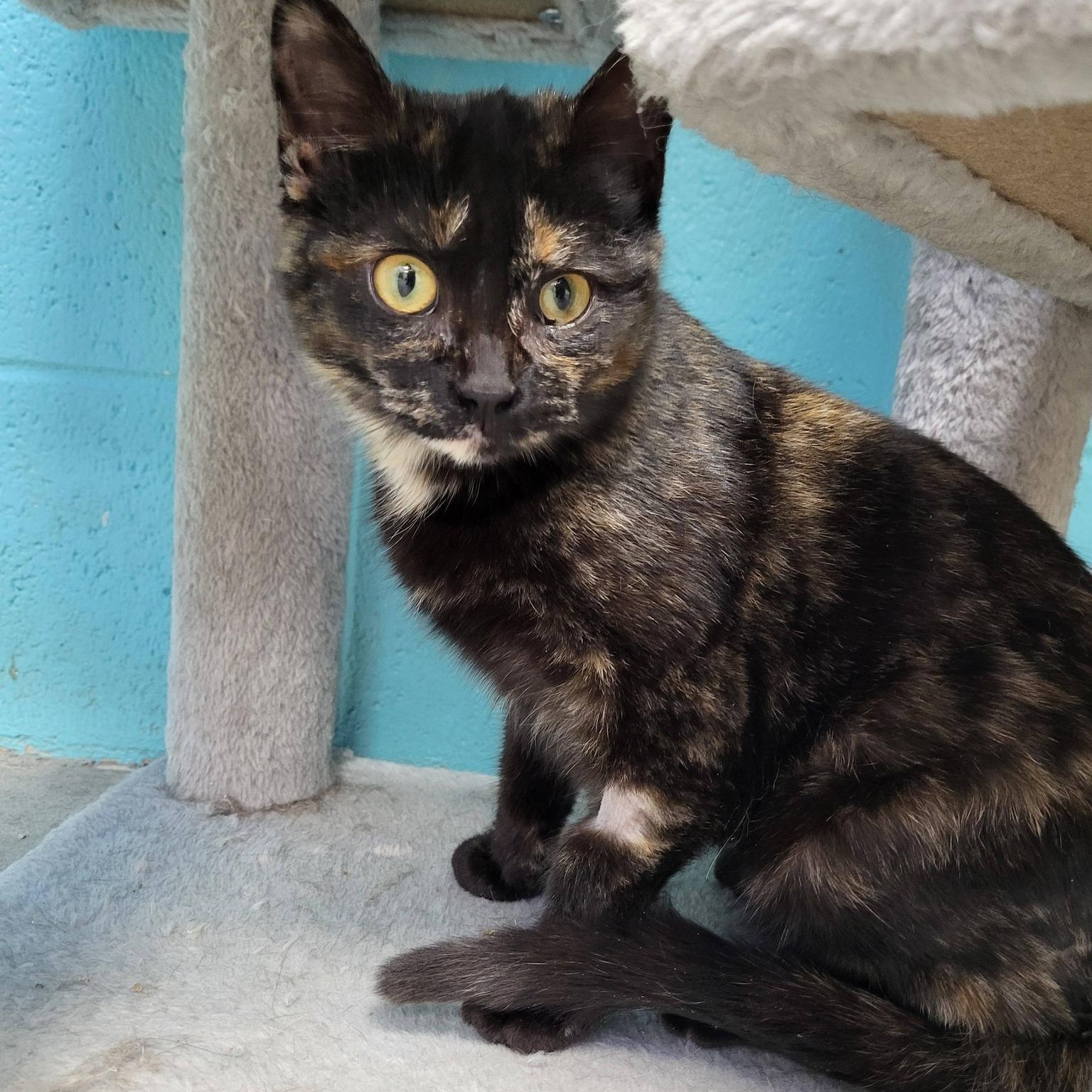 Enlarge Rubber, an adopted Domestic Short Hair in Chilton, WI image 5/6