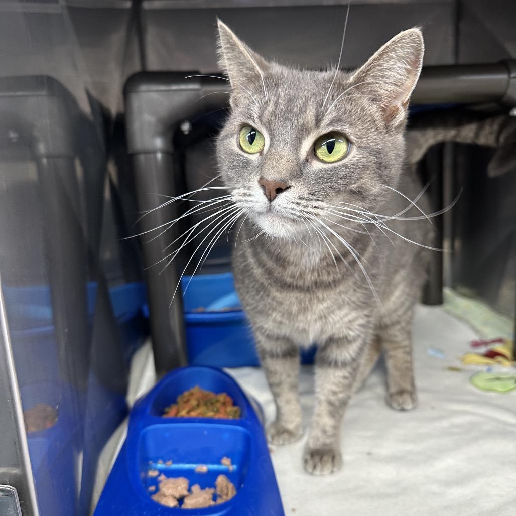 Evie, Adoptable, Adult Female Domestic Short Hair.