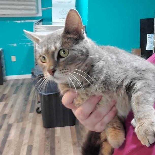 Enlarge Evie, a Adoptable Domestic Short Hair in Jefferson city, TN image 2/2