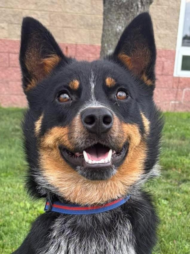 Diego, ADOPTABLE, Young Male Australian Cattle Dog / Blue Heeler.