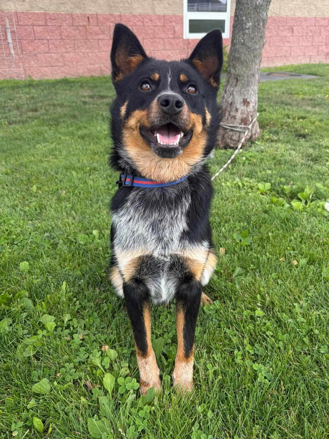 Diego, a ADOPTABLE mixed breed in Maryville, MO image 3/4