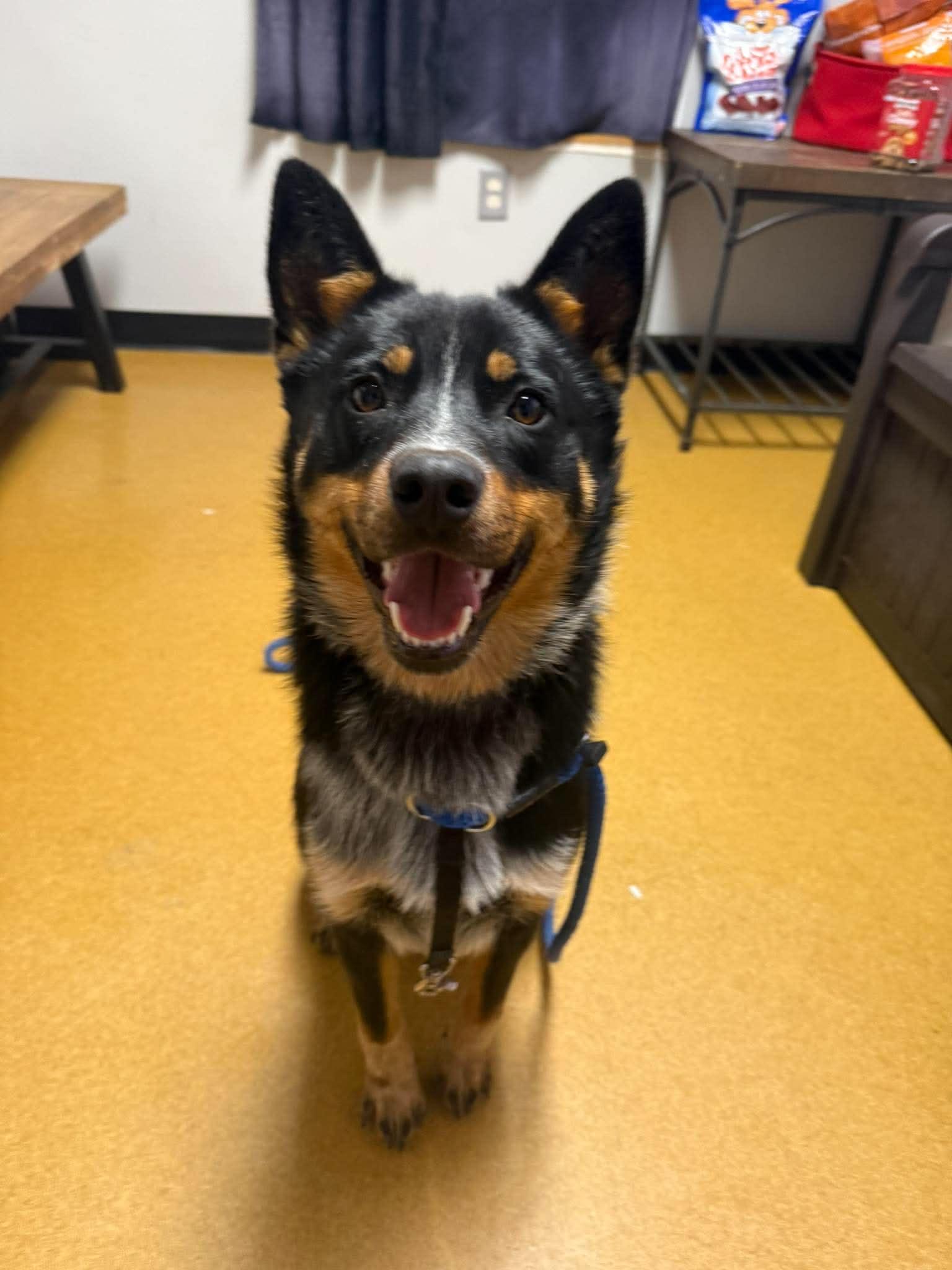 Diego, ADOPTABLE, Young Male Australian Cattle Dog / Blue Heeler.