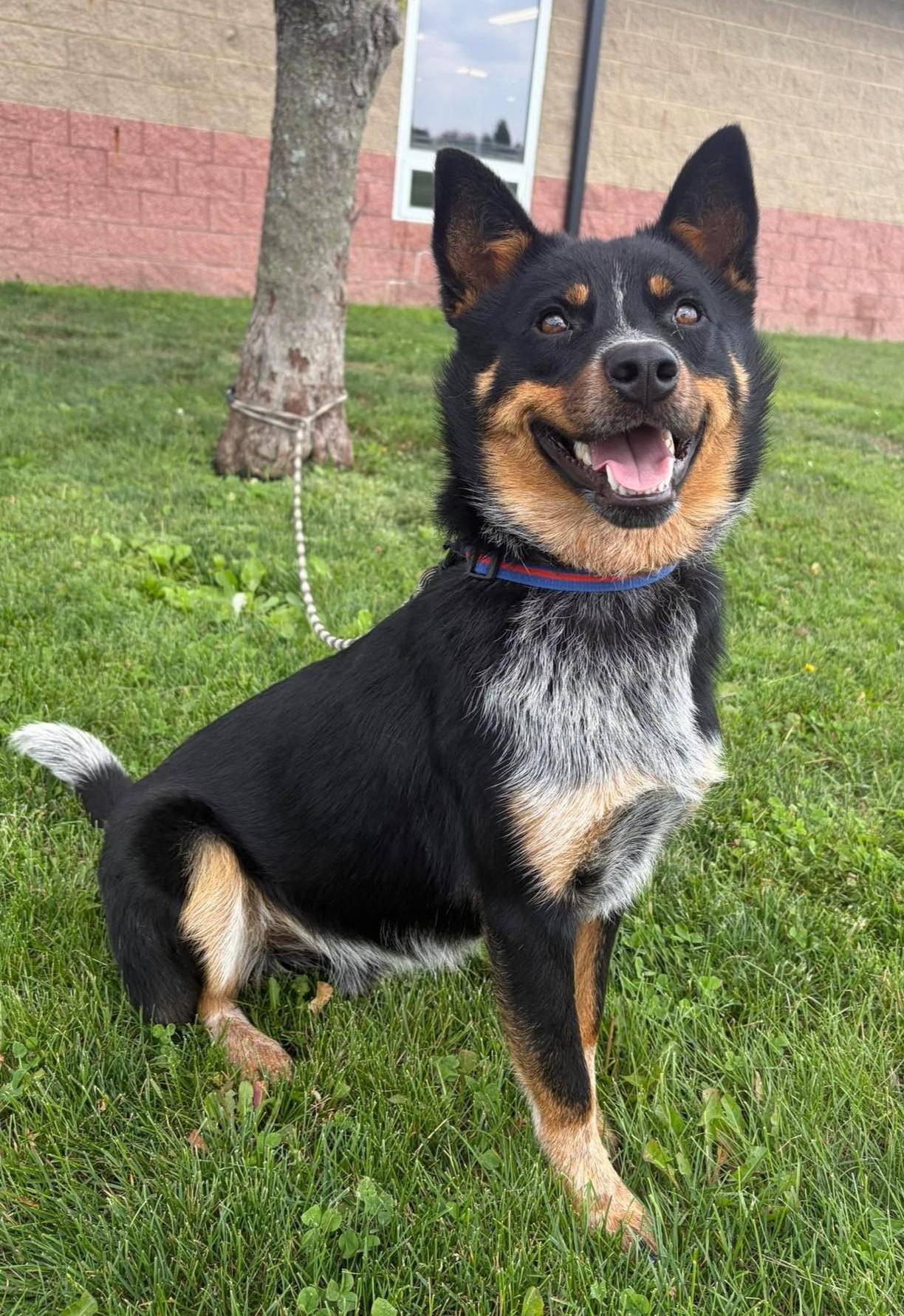 Diego, a ADOPTABLE mixed breed in Maryville, MO image 4/4