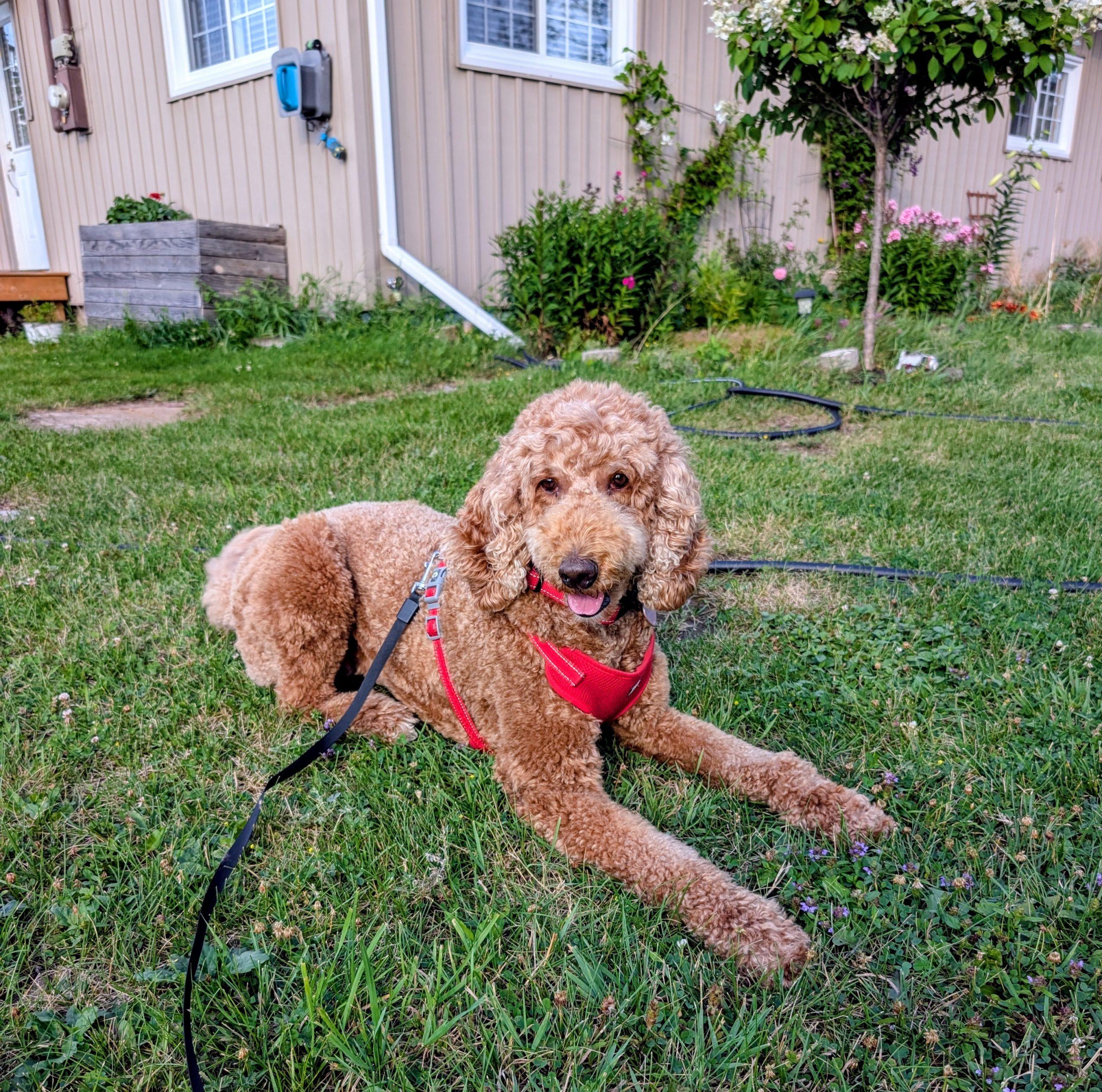 Enlarge Cannelle, a ADOPTABLE Standard Poodle in Calabogie , ON image 3/3