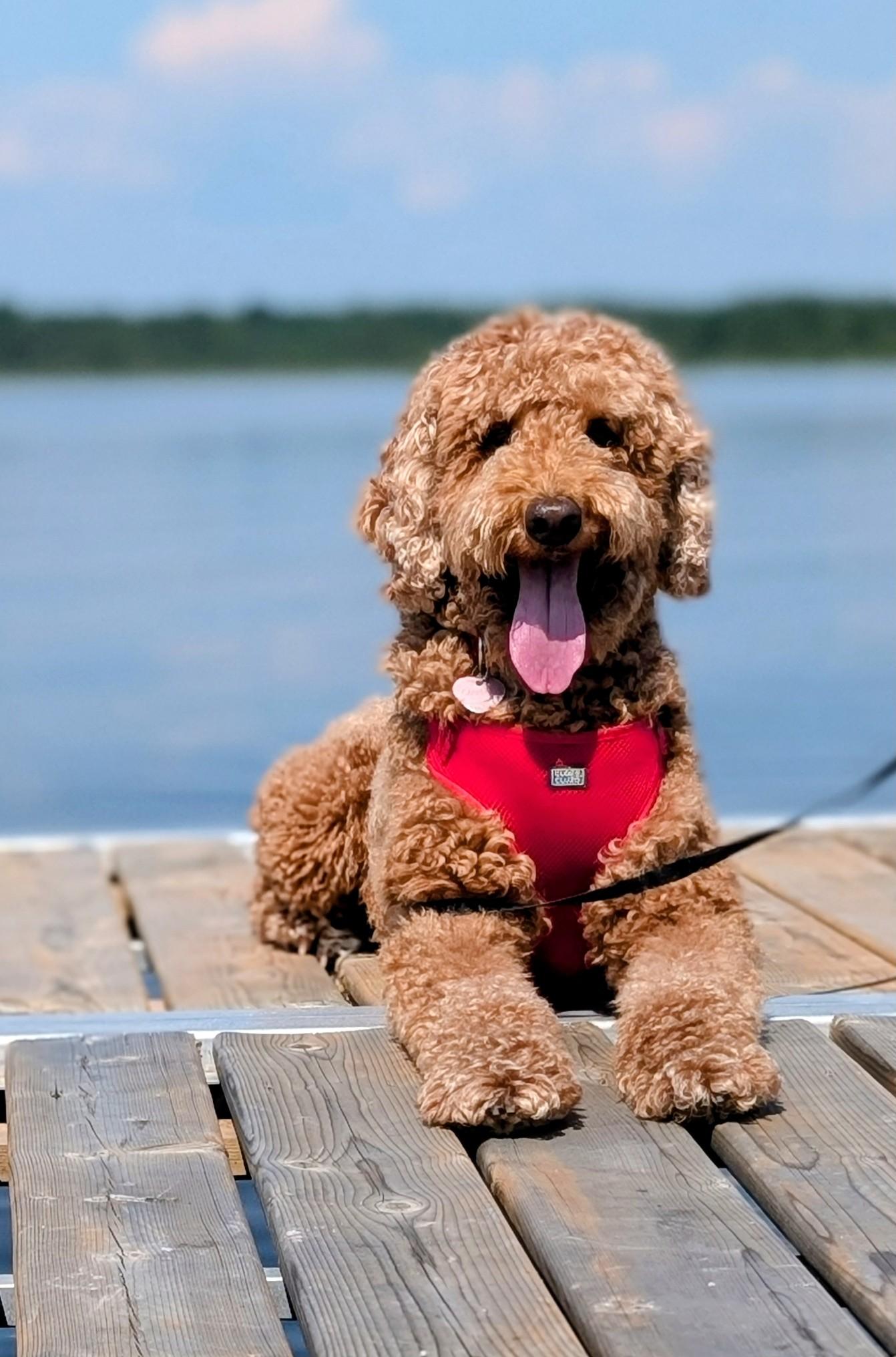 Cannelle, ADOPTABLE, Adult Female Standard Poodle.