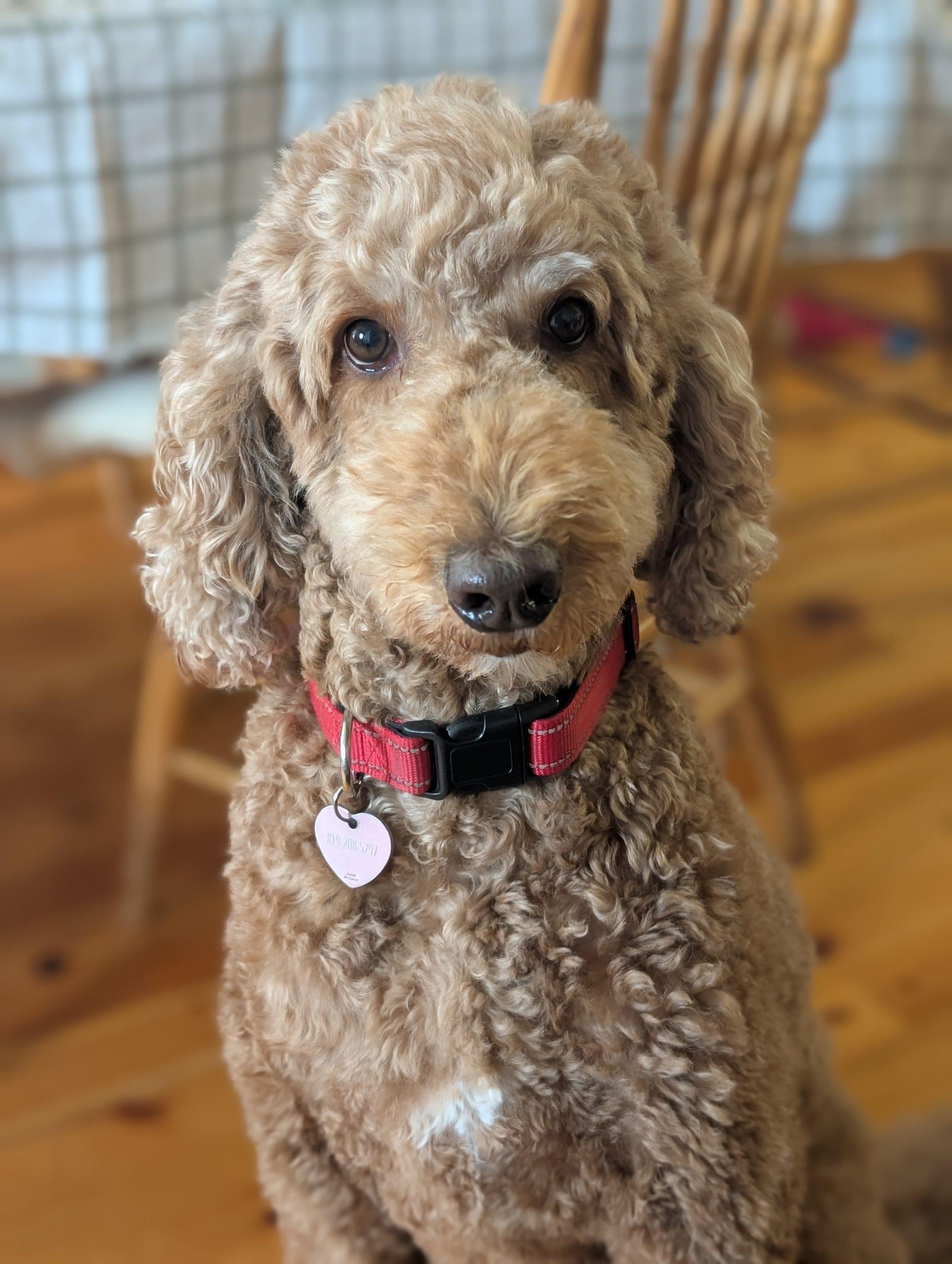 Enlarge Cannelle, a ADOPTABLE Standard Poodle in Calabogie , ON image 2/3