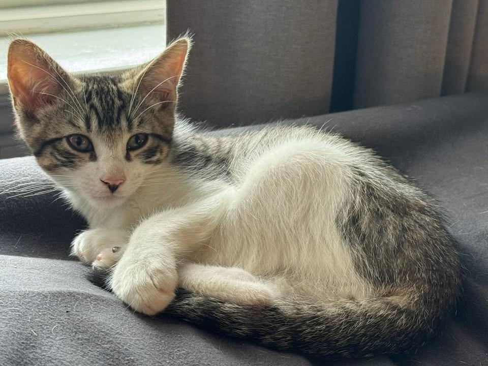 Jack, ADOPTABLE, Kitten Male Domestic Short Hair.