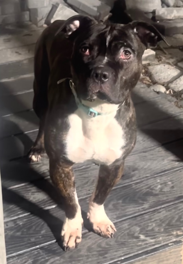 Lightning, a Adoptable mixed breed in Staten island, NY image 1/2