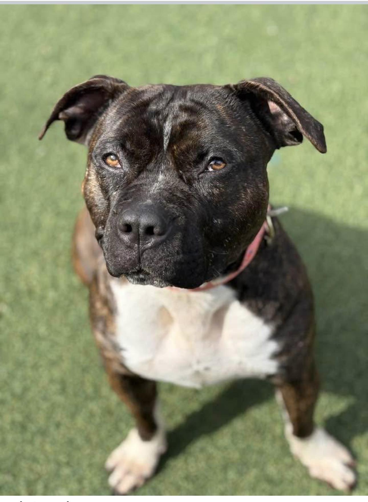 Lightning, a Adoptable mixed breed in Staten island, NY image 2/2