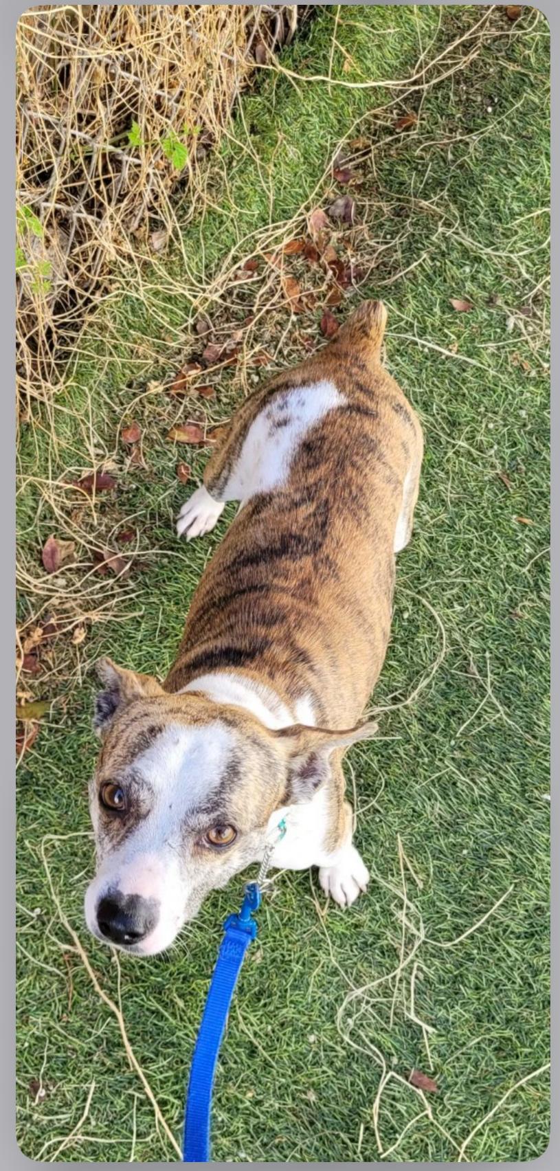 Tony, adopted, Young Male Whippet & Corgi.