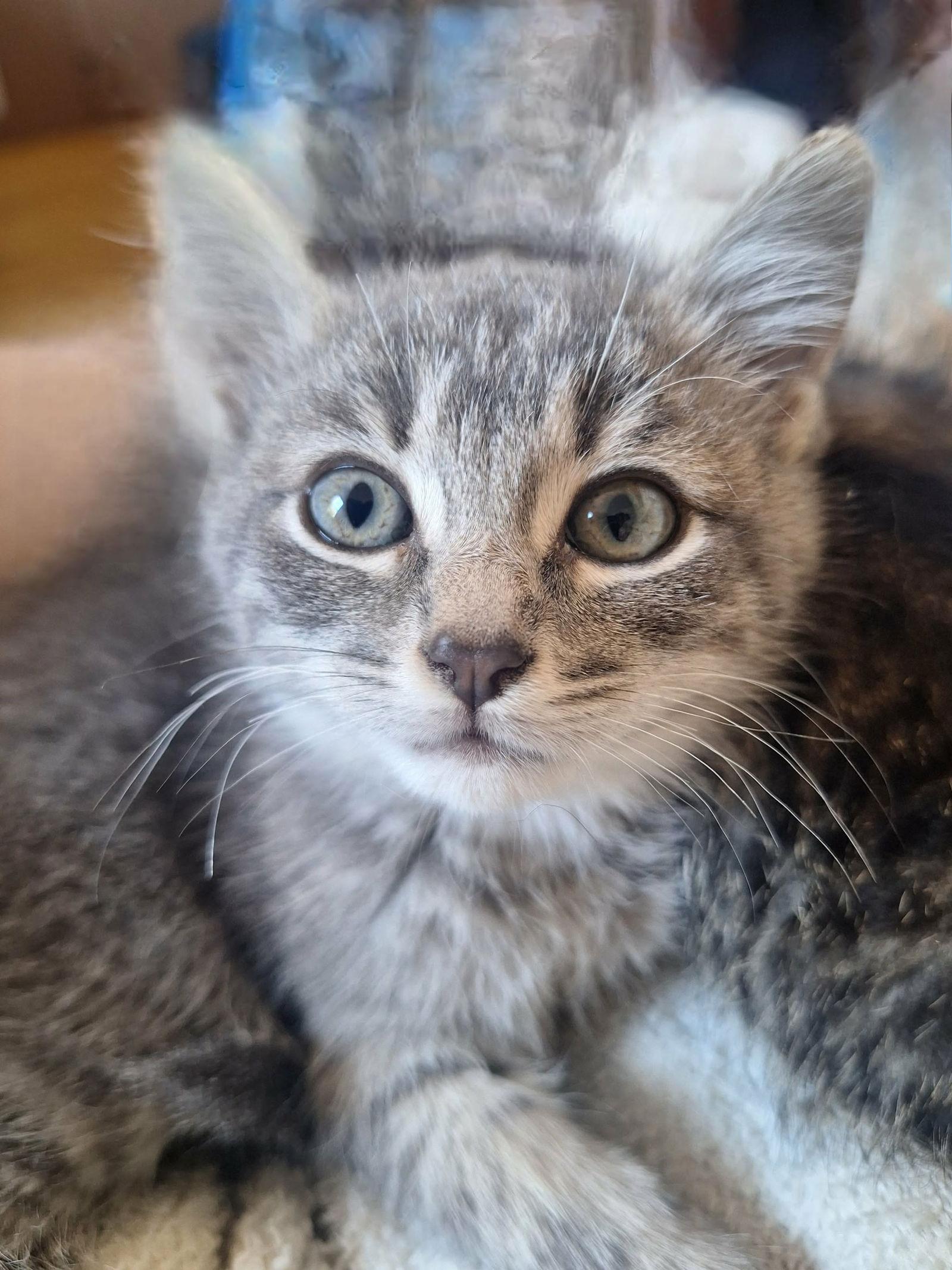 Apple, Adoptable, Young Female Domestic Short Hair.