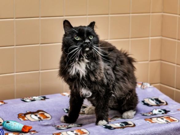 WHISP, Adoptable, Senior Male Domestic Medium Hair.