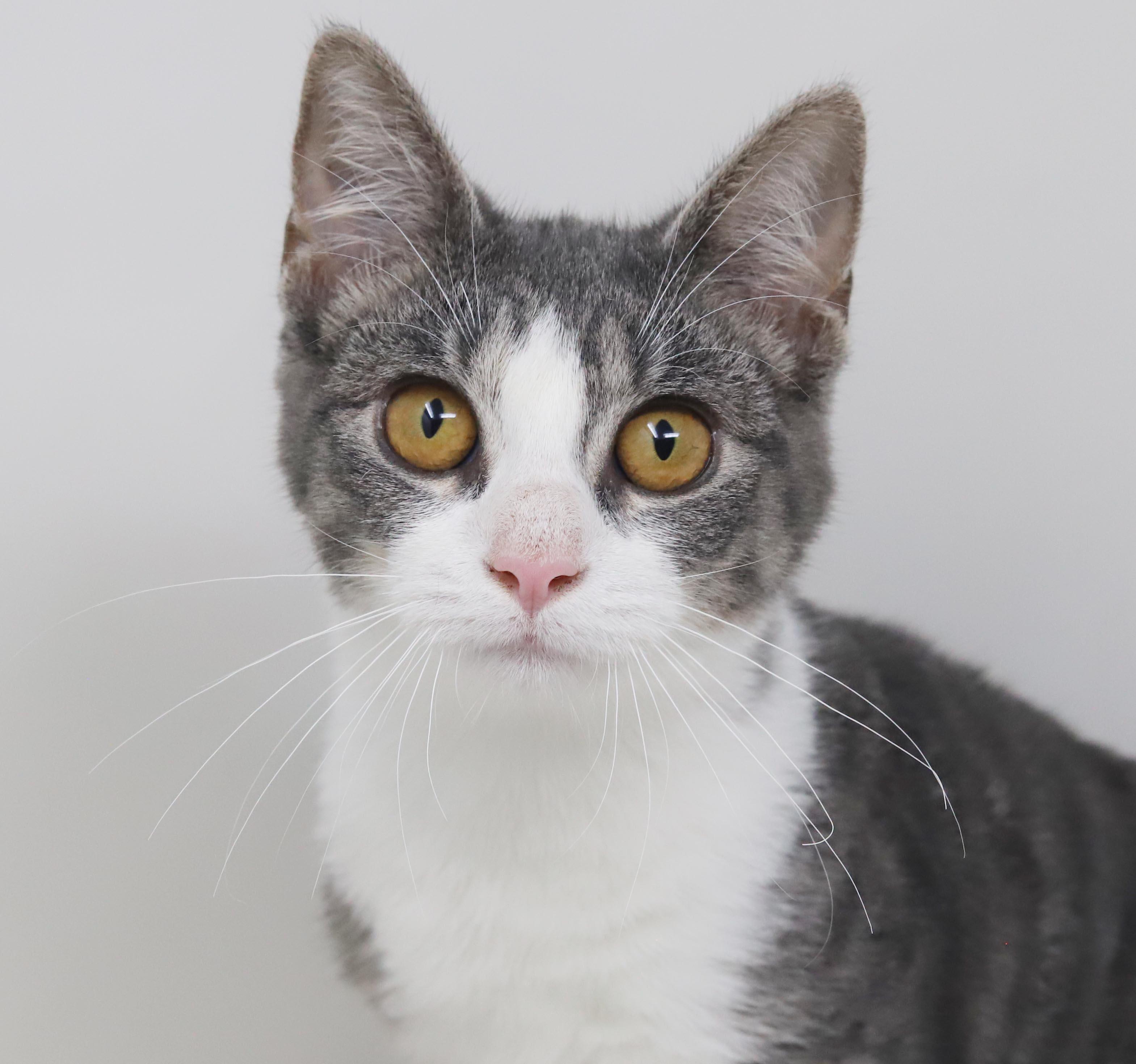 Garbanzo is simply the greatest - loves her sis Frijol - OLD ENOUGH TO GO SOLO, Adopted, Kitten Female Turkish Van & Tabby.