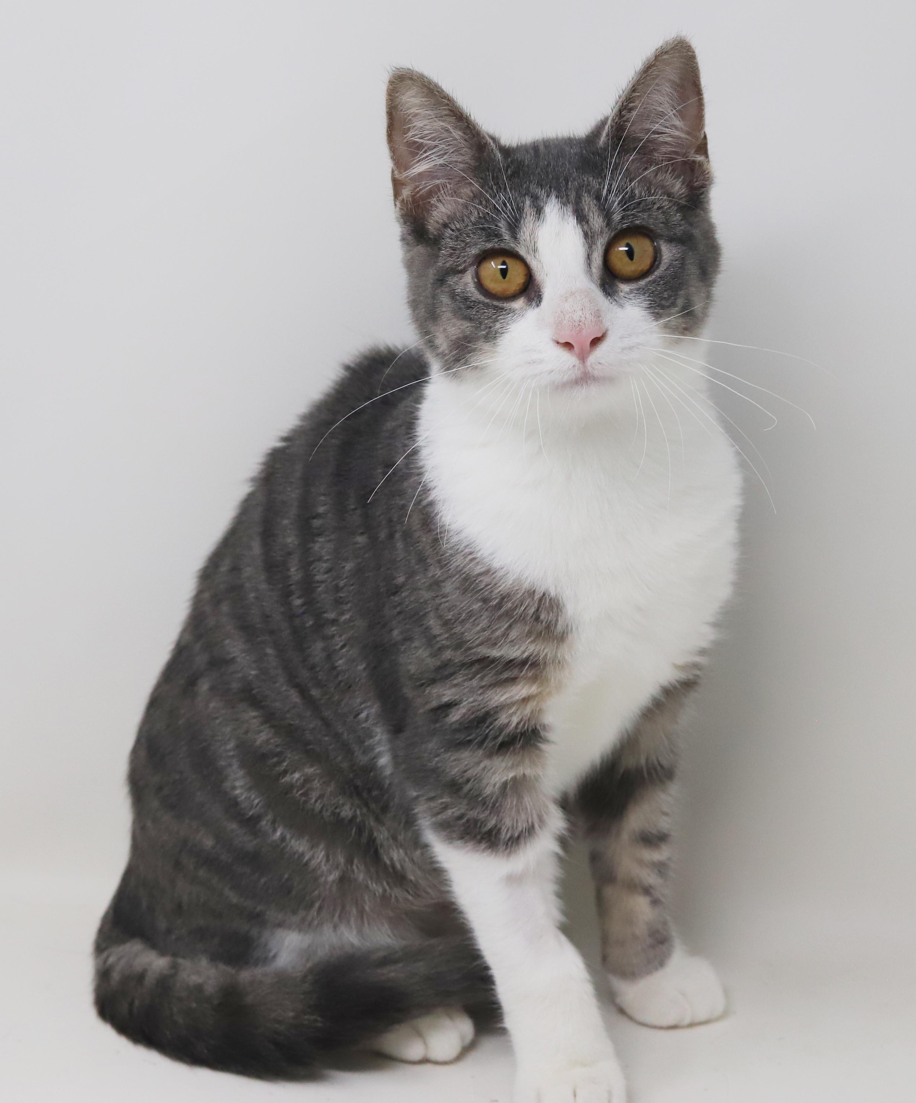 Enlarge Garbanzo is simply the greatest - loves her sis Frijol - OLD ENOUGH TO GO SOLO, a Adopted mixed breed in Bedford Hills, NY image 5/6