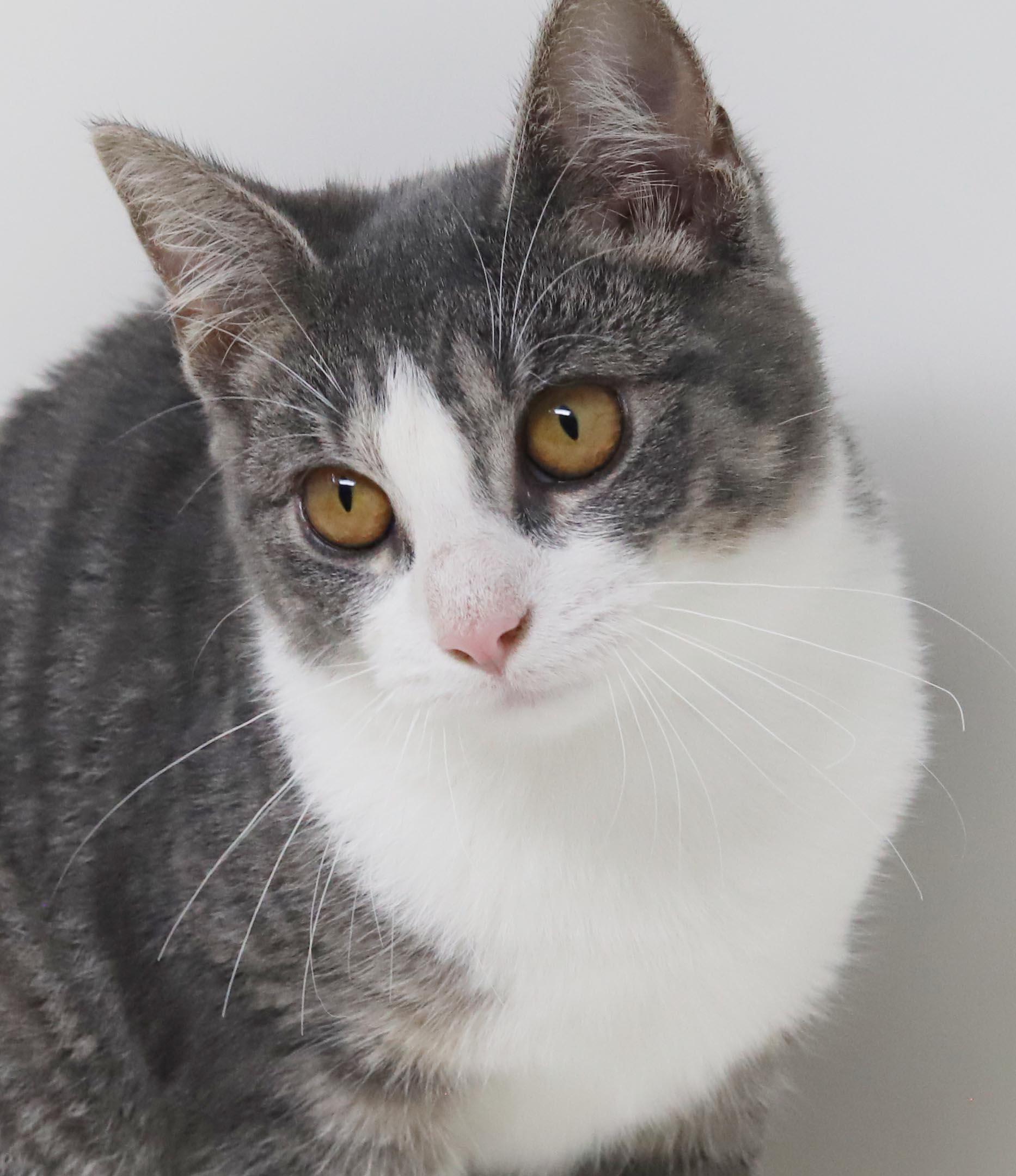 Enlarge Garbanzo is simply the greatest - loves her sis Frijol - OLD ENOUGH TO GO SOLO, a Adopted mixed breed in Bedford Hills, NY image 6/6