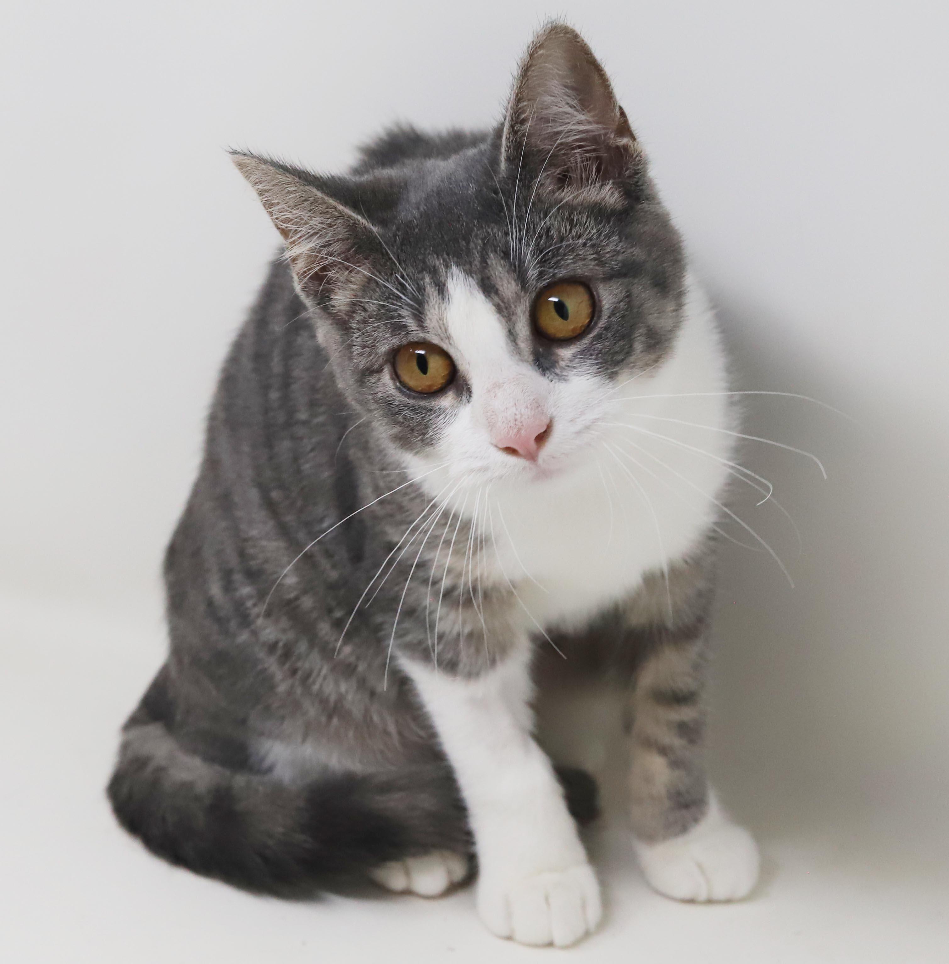Enlarge Garbanzo is simply the greatest - loves her sis Frijol - OLD ENOUGH TO GO SOLO, a Adopted mixed breed in Bedford Hills, NY image 3/6