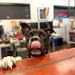 Chips Ahoy, Adoptable, Adult Male Pit Bull Terrier & Mixed Breed.