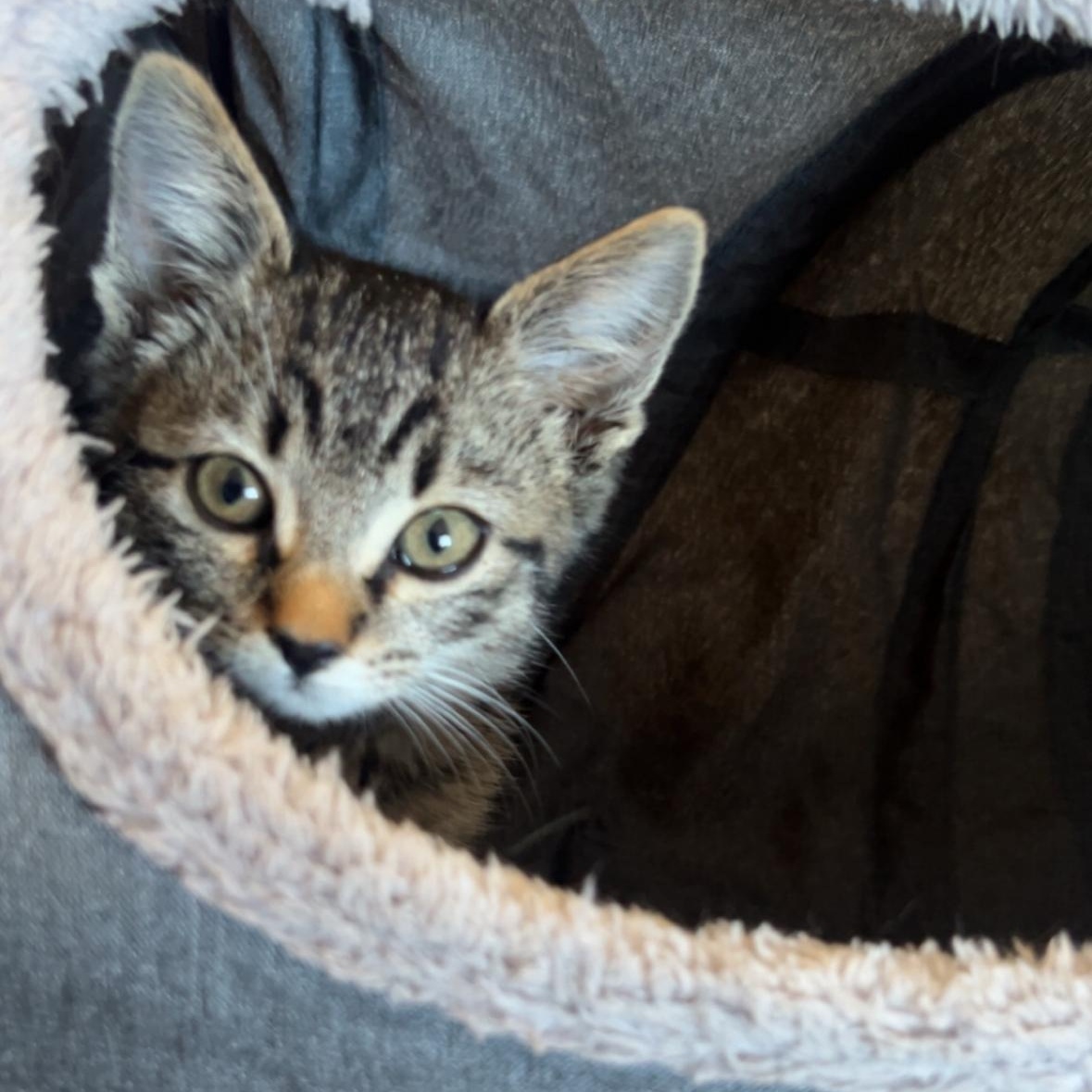 Woody, Adoptable, Kitten Male Domestic Short Hair & Tabby.