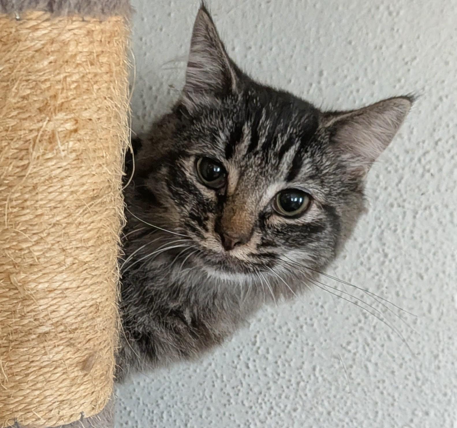 Mako, adoptable, Young Female Domestic Medium Hair & Tabby.