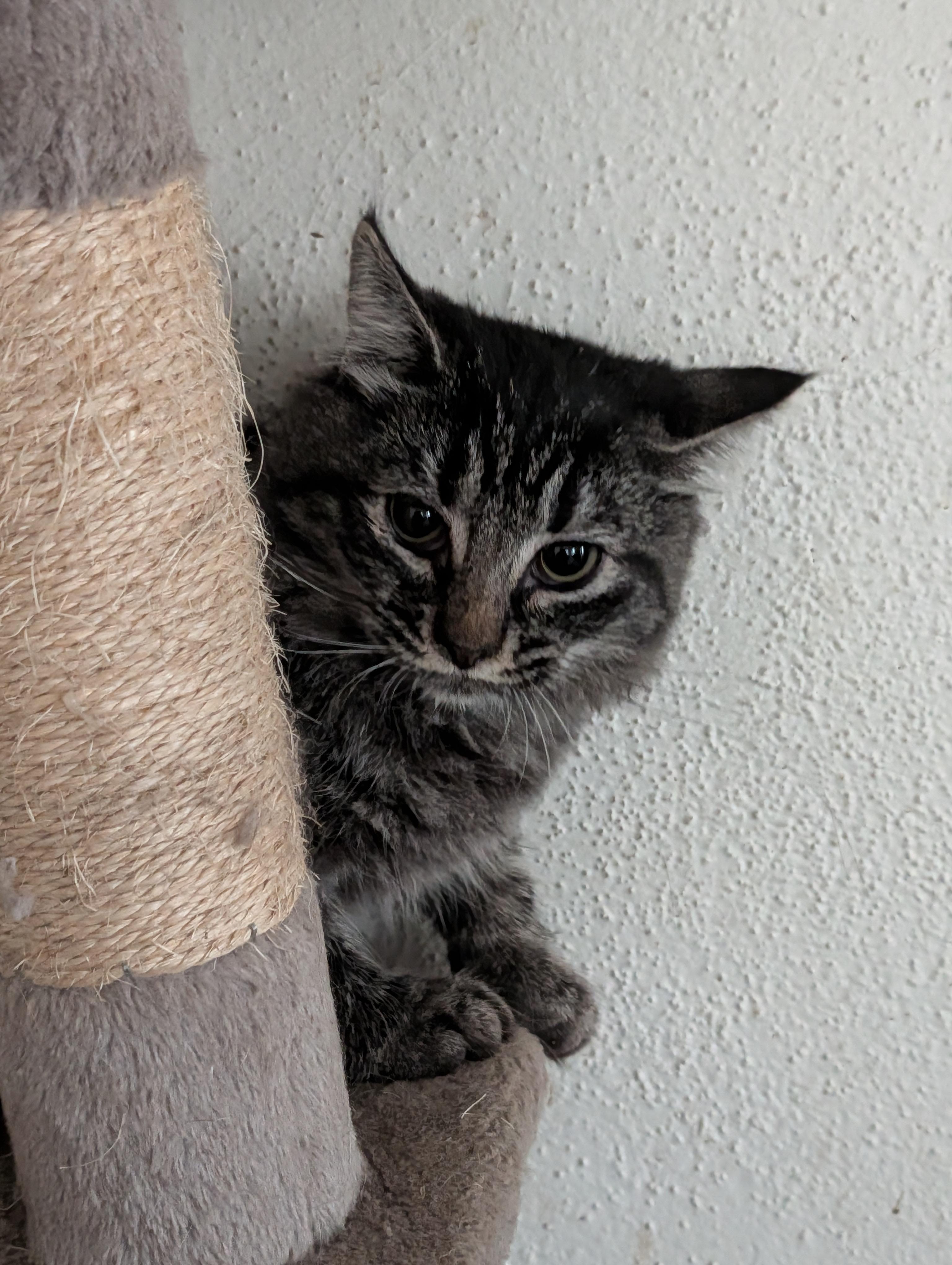 Mako, an adoptable mixed breed in Brainerd, MN image 2/6