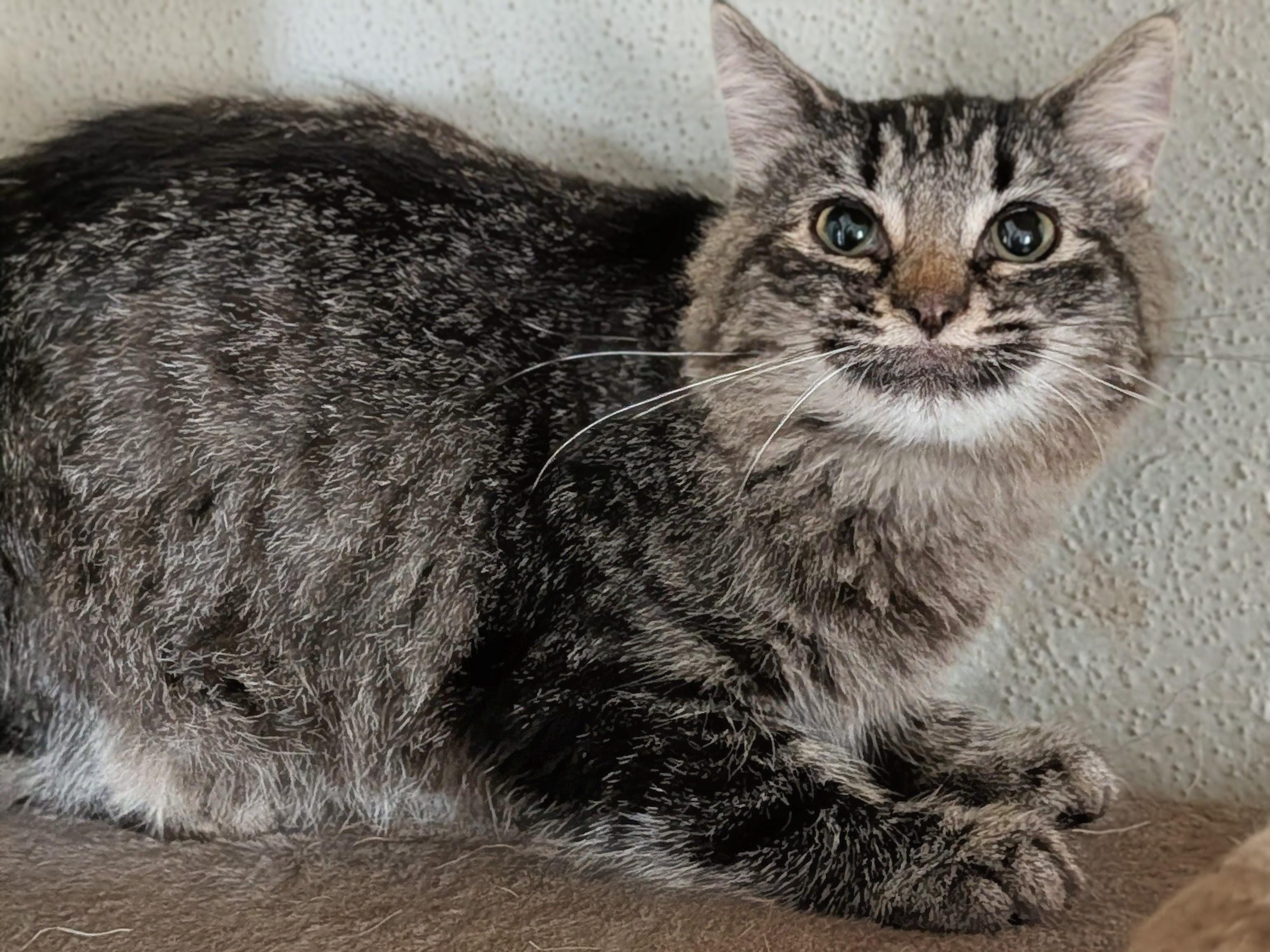 Mako, an adoptable mixed breed in Brainerd, MN image 3/6