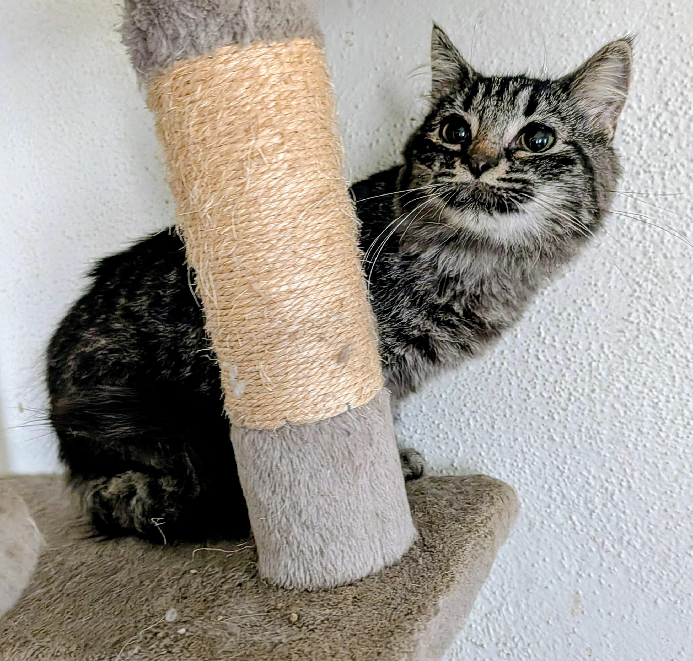 Mako, adoptable, Young Female Domestic Medium Hair & Tabby.
