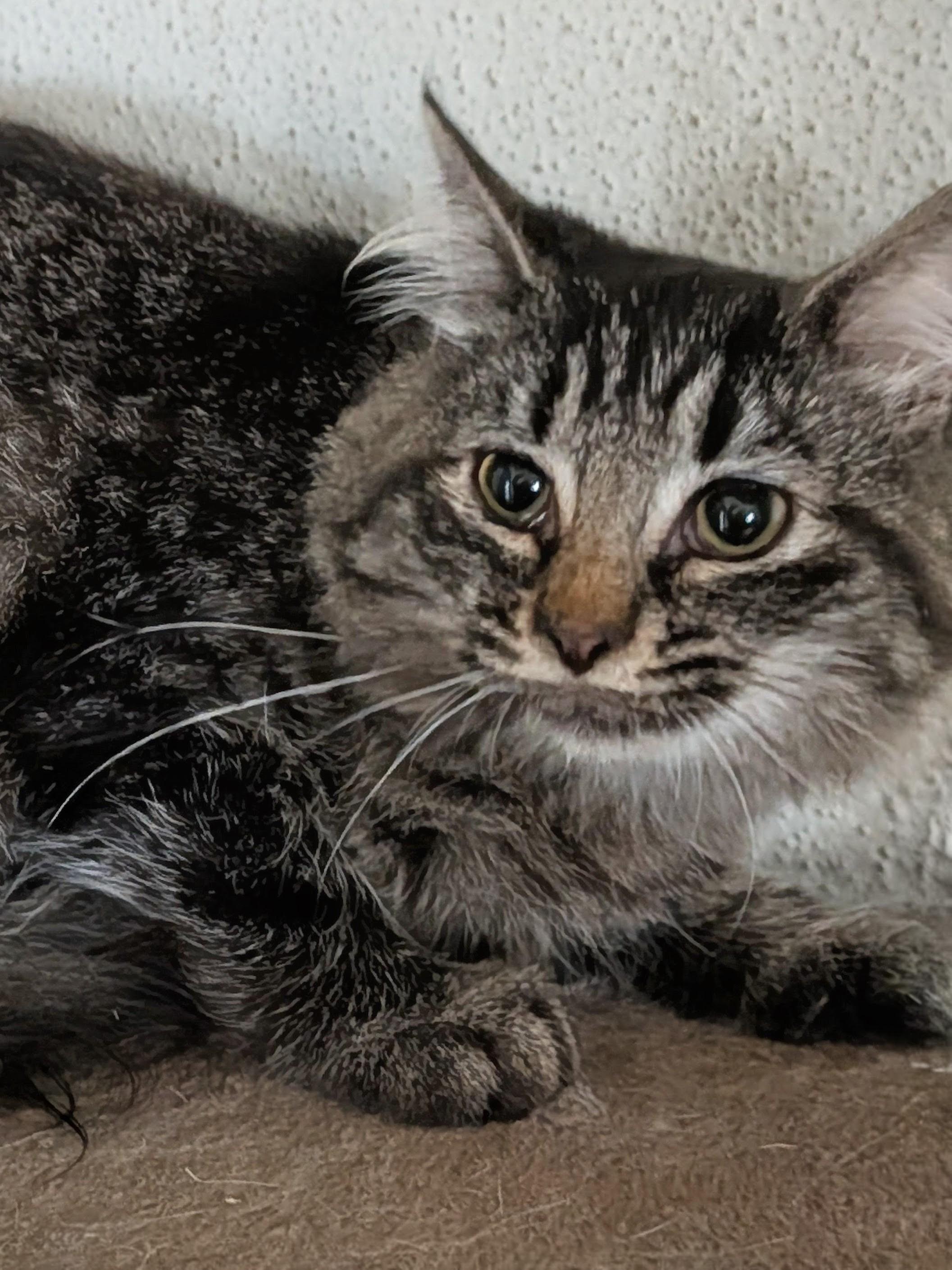 Mako, an adoptable mixed breed in Brainerd, MN image 5/6