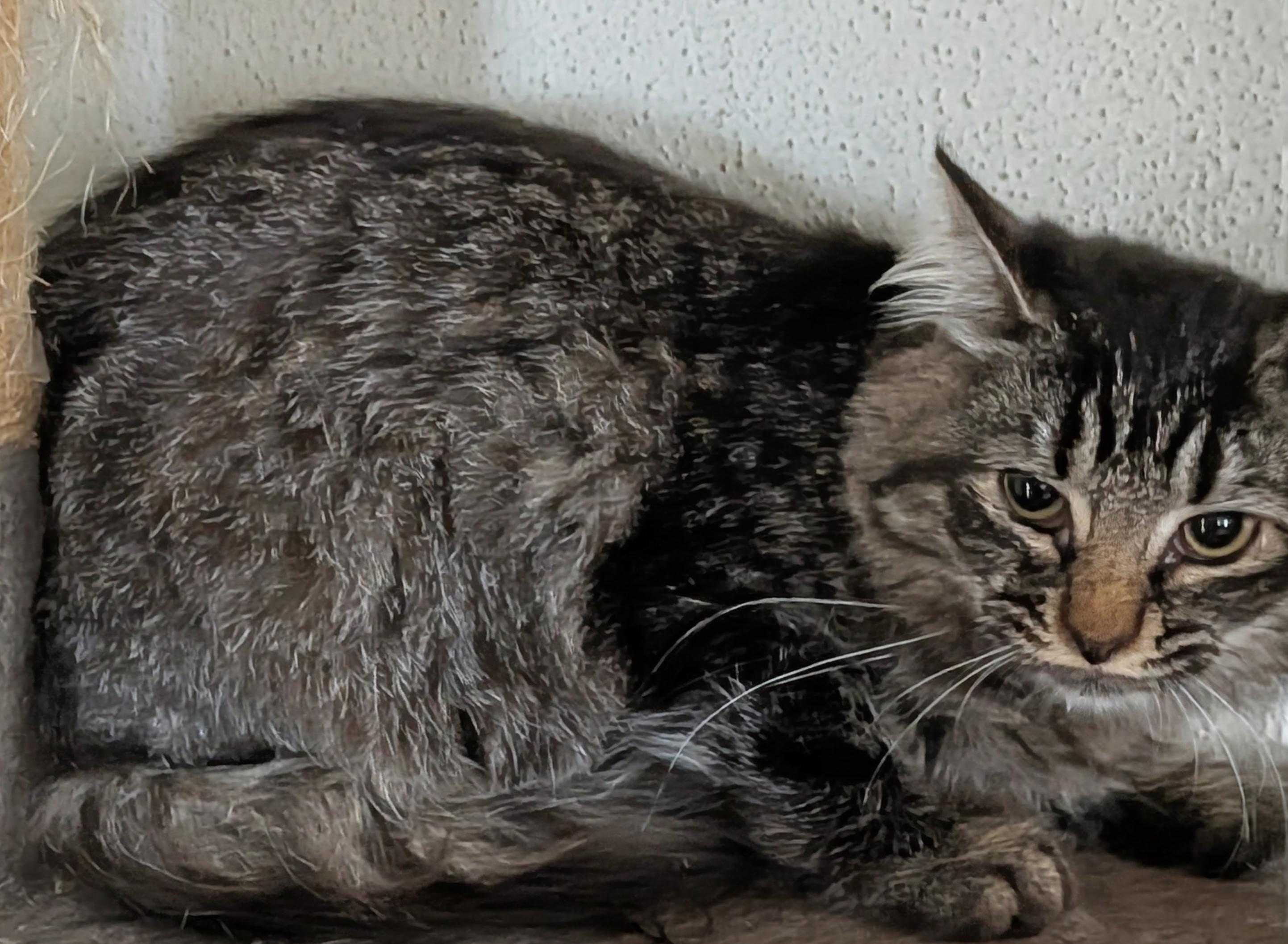 Mako, an adoptable mixed breed in Brainerd, MN image 6/6