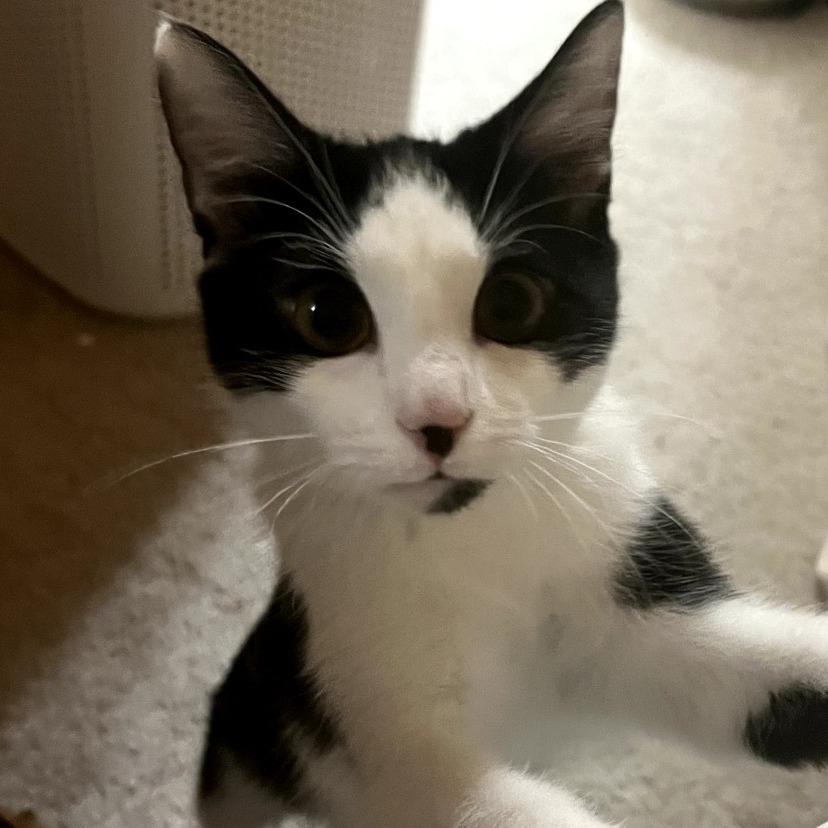 Bea, Adoptable, Young Female Domestic Short Hair.