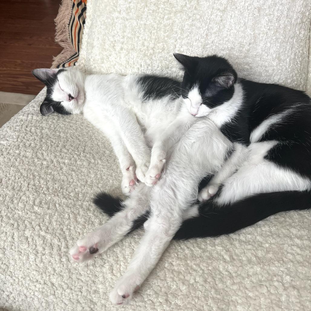 Enlarge Bea, a Adoptable Domestic Short Hair in Durham, NC image 2/6