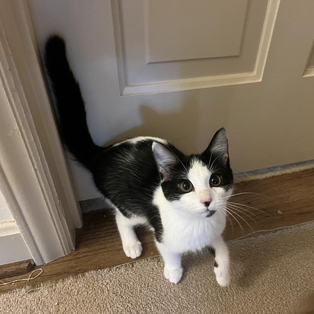 Enlarge Alia, a Adoptable Domestic Short Hair in Durham, NC image 1/3